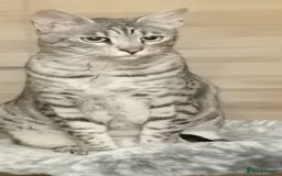 Savannah cats for sale: Savannah F5 cat for good home - Image 3