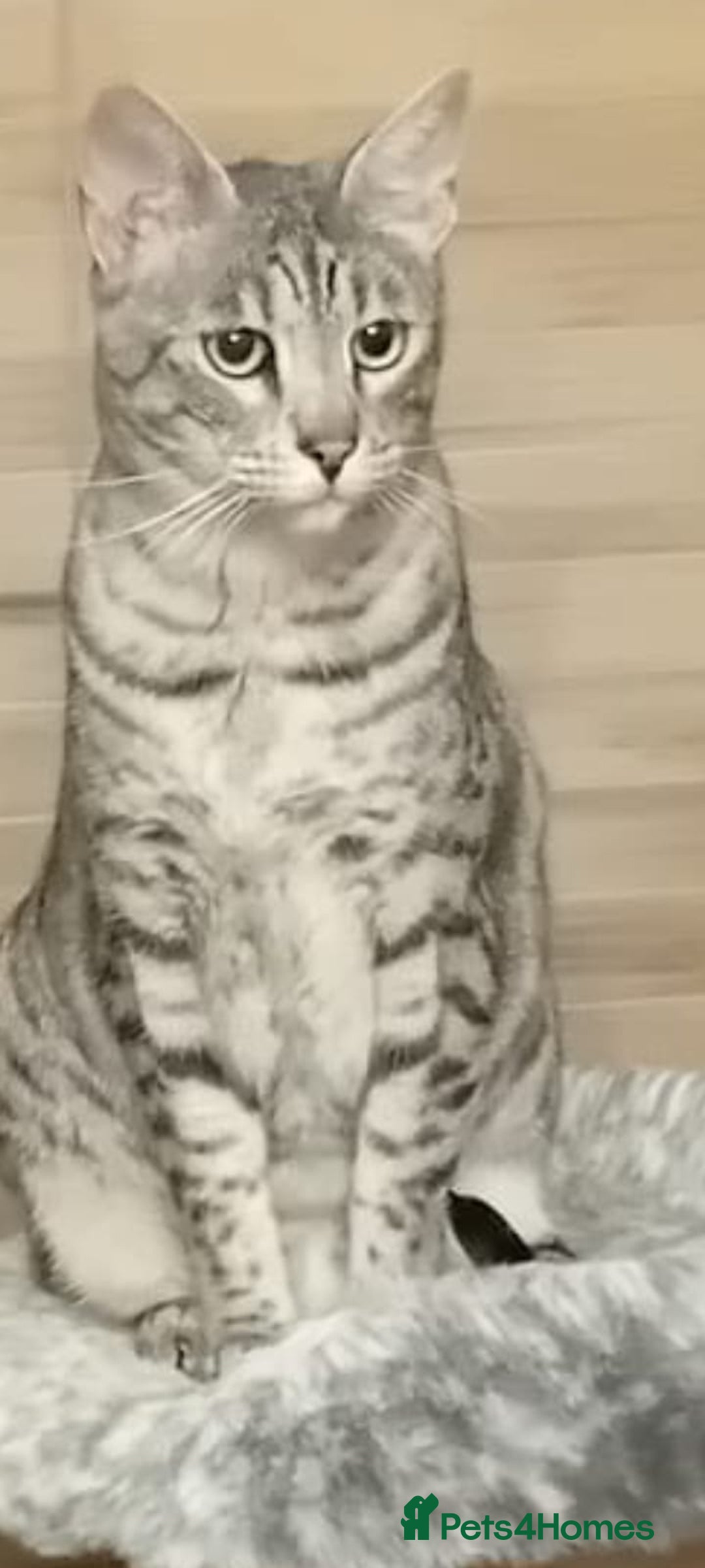 Savannah cats for sale: Savannah F5 cat for good home - Image 3
