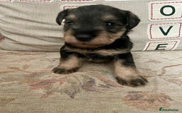 Miniature Schnauzer dogs for sale: Pepper & Salt miniature Schnauzer pups for sale  - Image 14