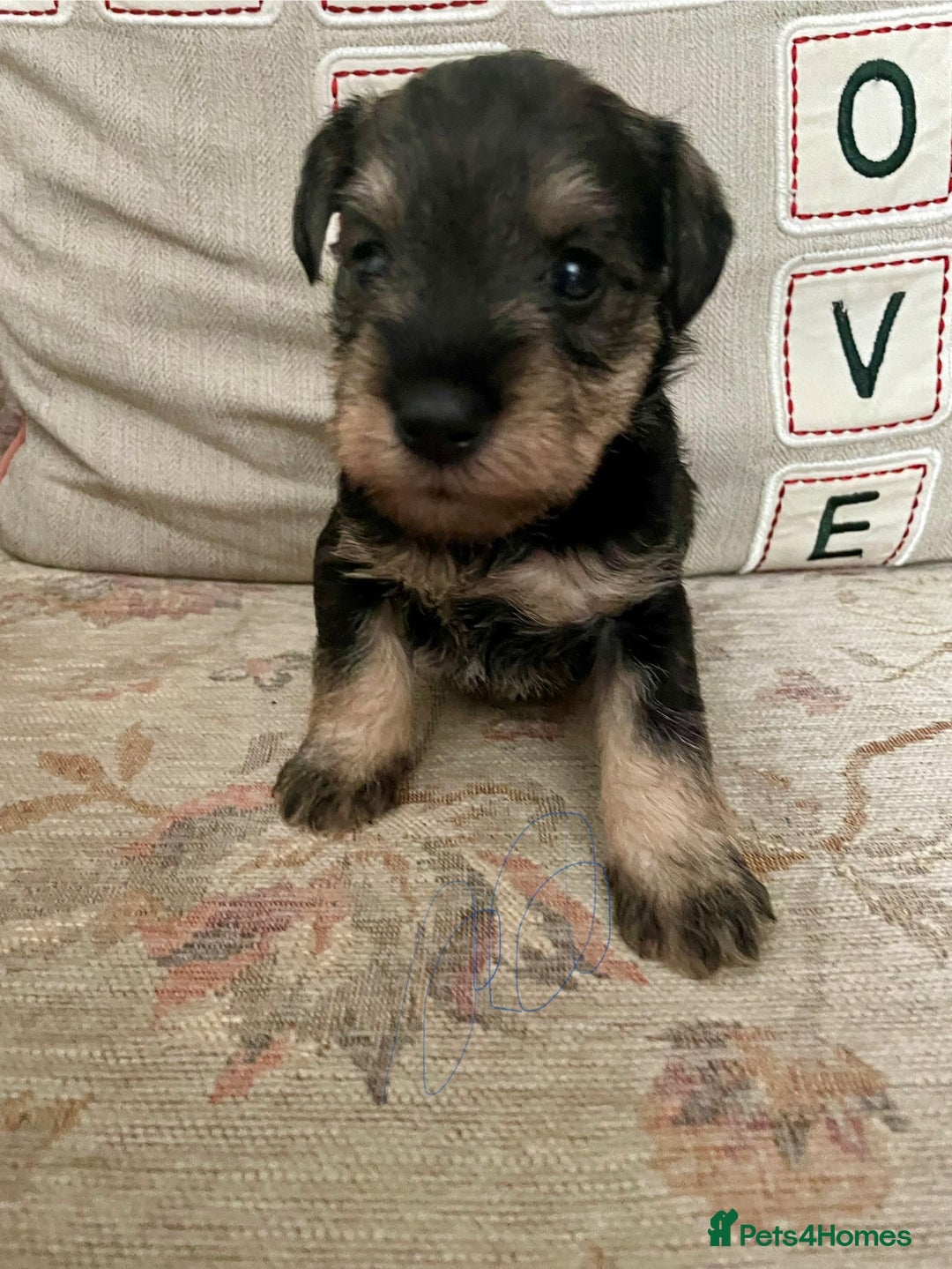 Miniature Schnauzer dogs for sale: Pepper & Salt miniature Schnauzer pups for sale  - Image 14