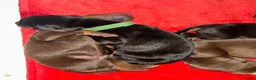 Dobermann dogs for sale: 9 Doberman Puppies- Ready to leave 6th June - Advert 8