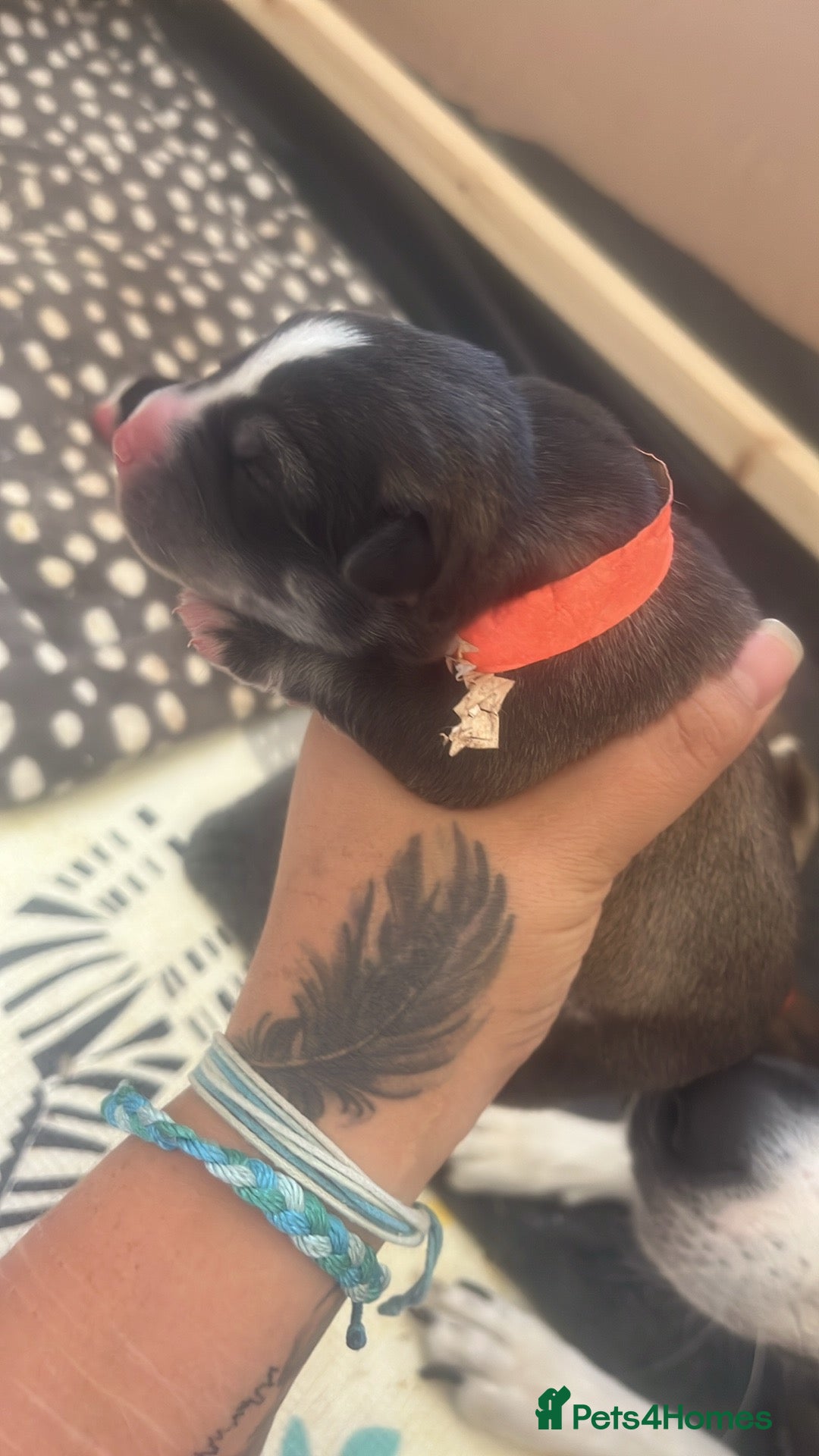 Mixed Breed dogs for sale: Husky/staffi/labrador  - Image 20