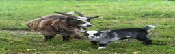 Goats livestock for sale: Registered pygmy goats - Advert 1