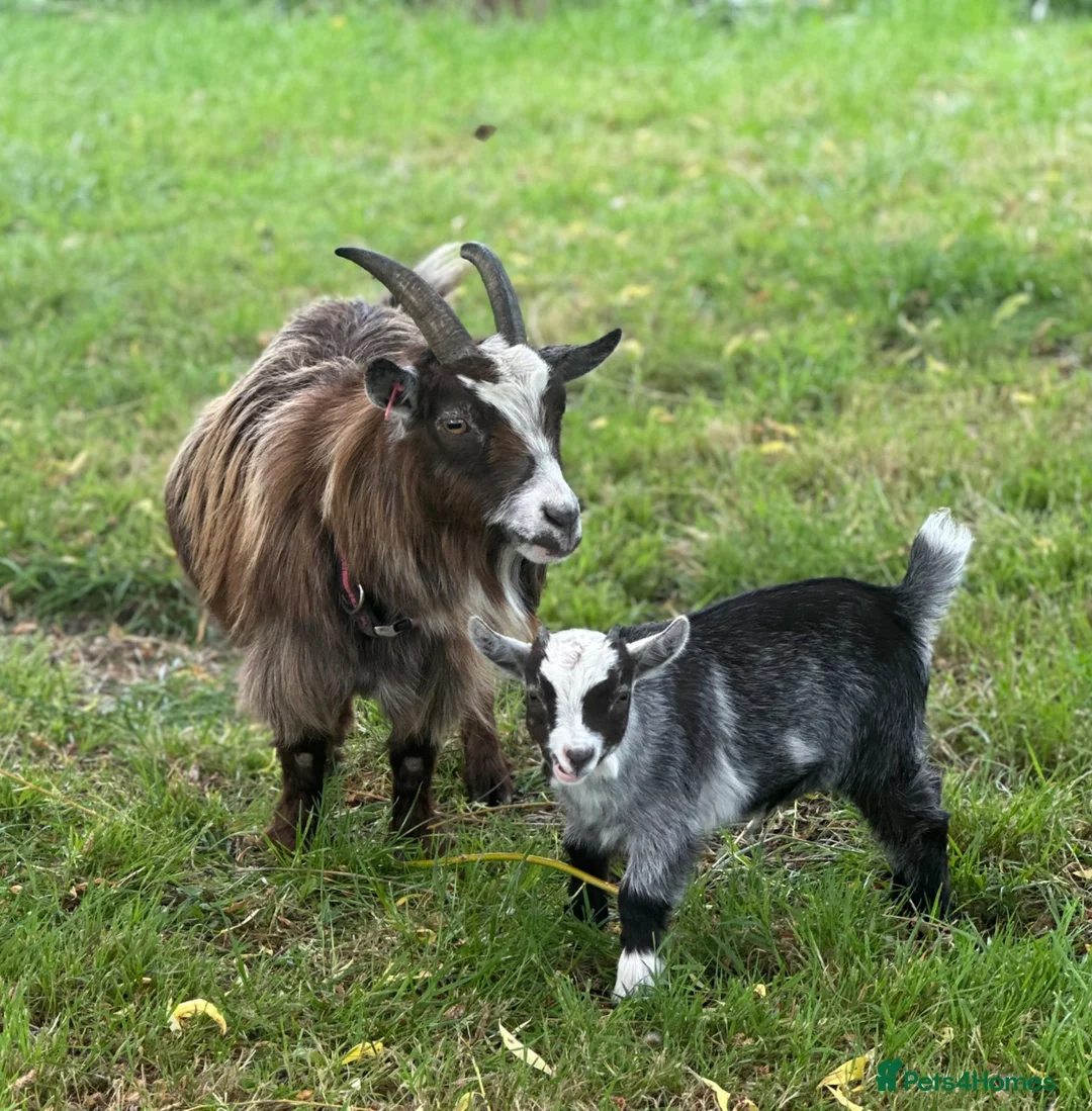 Goats livestock for sale: Registered pygmy goats - Advert 1