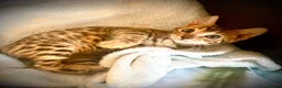 Bengal cats for sale: 2 beautiful benegal sisters  - Advert 3