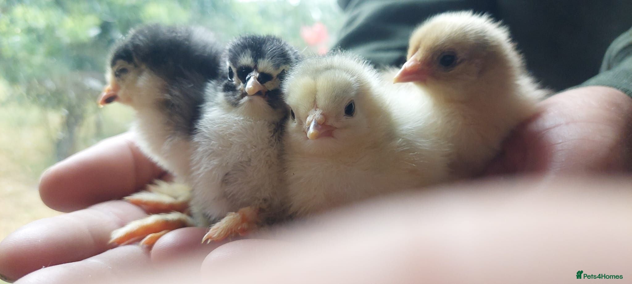 Chickens poultry Chicks, Chickens, Ducklings & Hatching Eggs - Advert 2