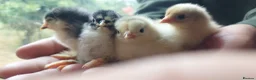Chickens poultry for sale: Chicks, Chickens, Ducklings & Hatching Eggs - Advert 1