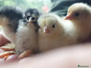 Chickens poultry Chicks, Chickens, Ducklings & Hatching Eggs - Advert 2