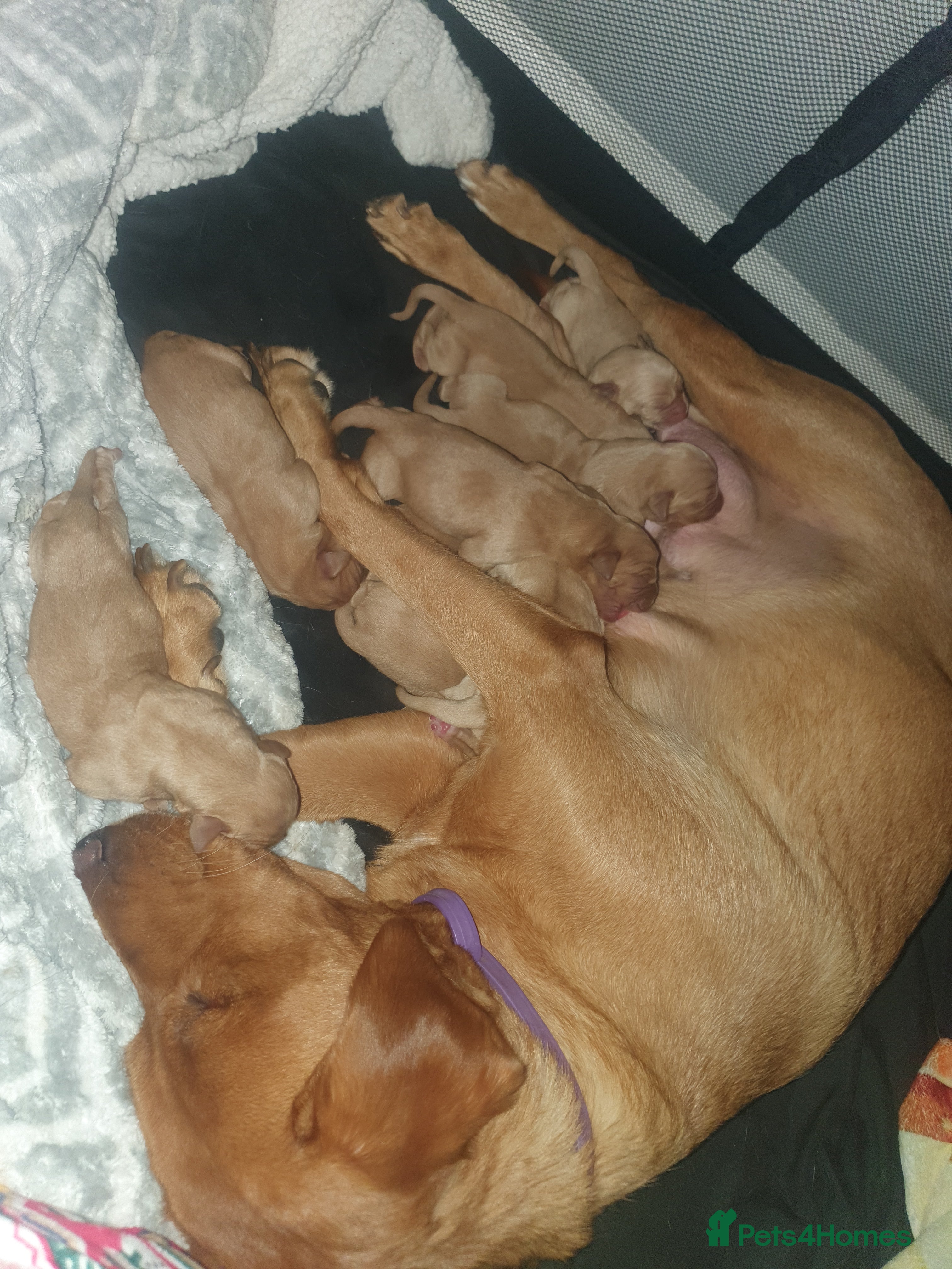 Labrador Retriever dogs Fox red labrador puppies - Advert 6