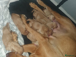 Labrador Retriever dogs Fox red labrador puppies - Advert 16