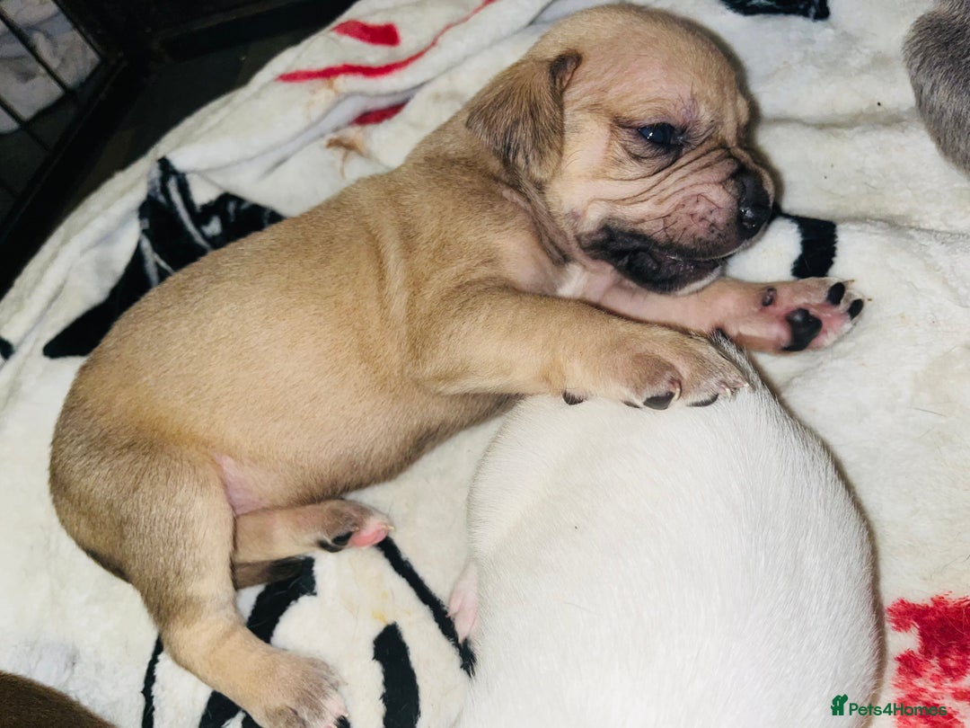 American Bull Staffy dogs for sale: Beautiful American bulldog x staff puppies   - Image 27