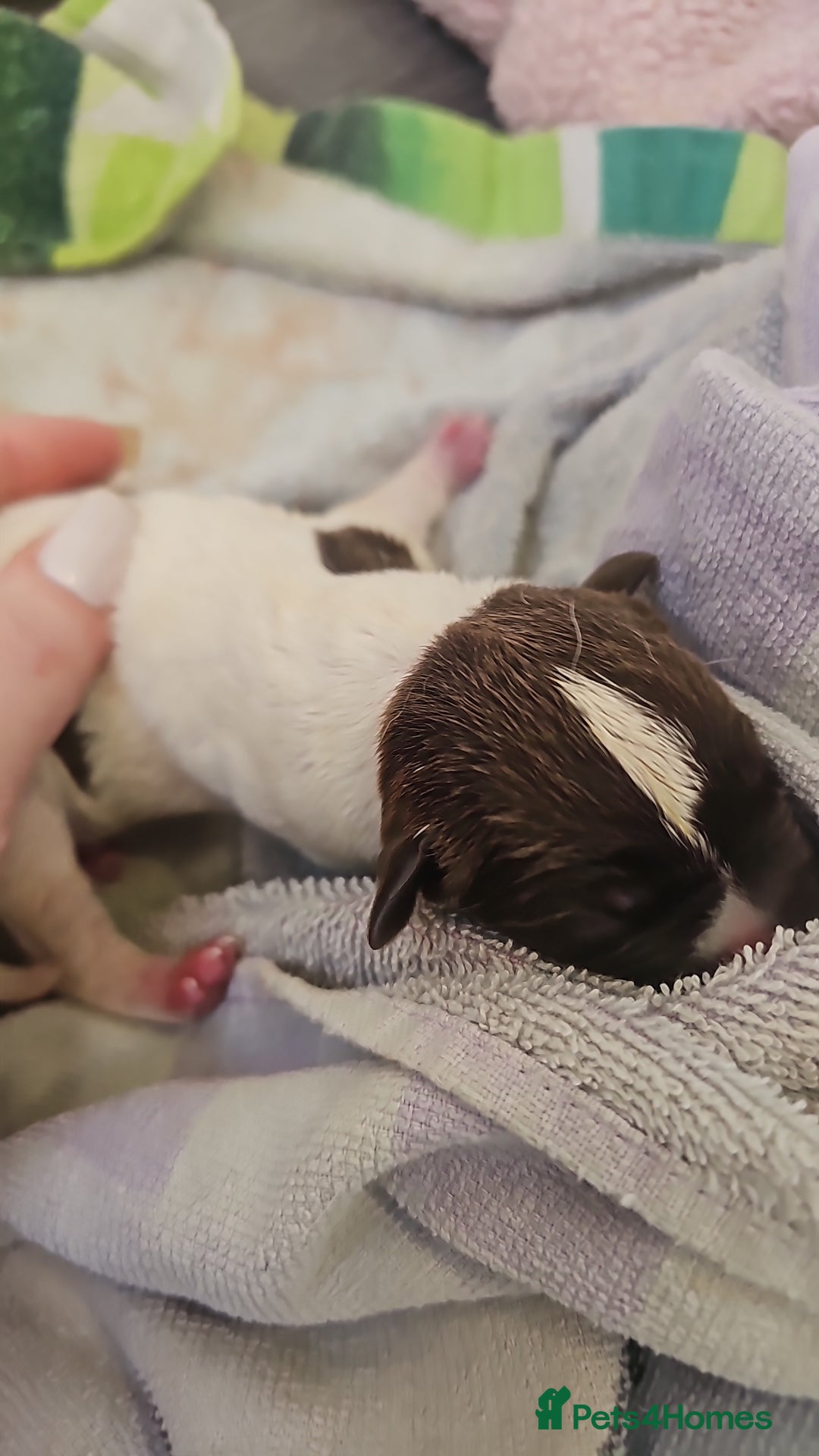 Mixed Breed dogs for sale: Bull pei/Labrador  - Advert 8