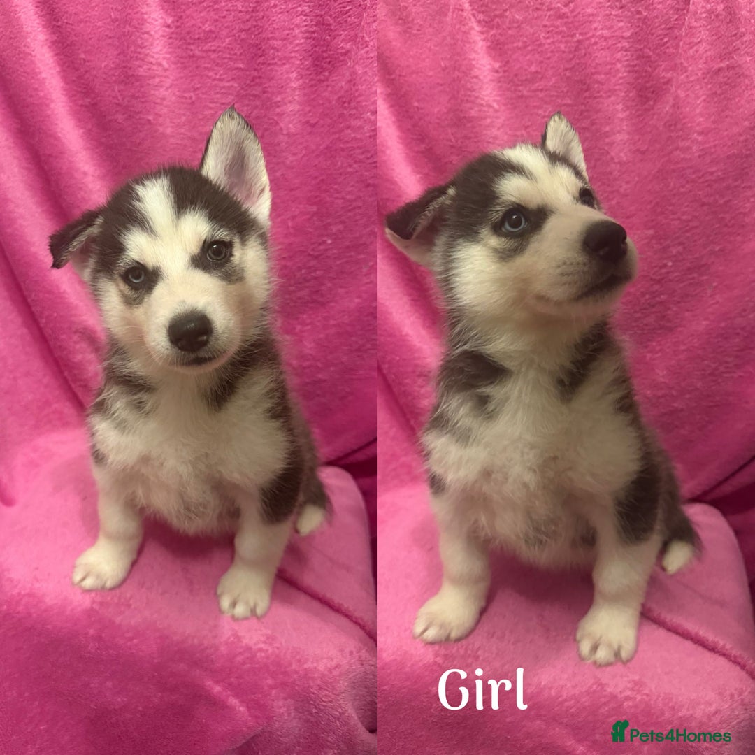 Siberian Husky dogs for sale: Siberian Husky Puppies for Sale - Image 3
