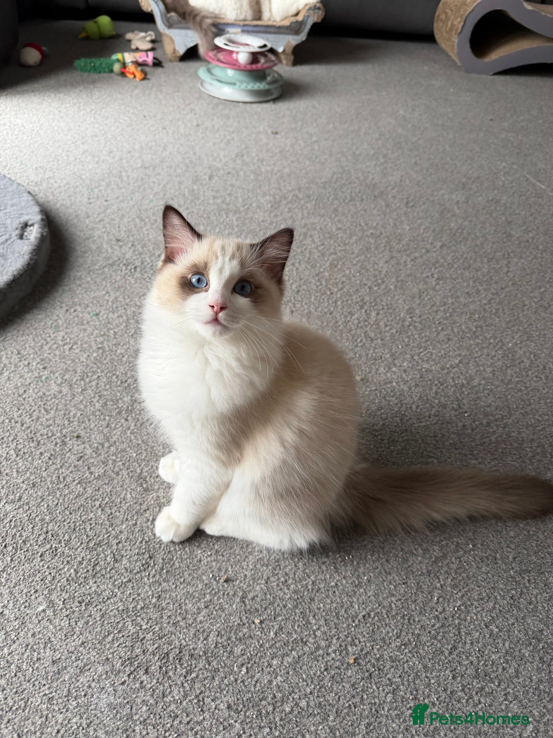 Ragdoll cats for sale: Handsome Seal Bicolour Boy 💙 - Advert 5