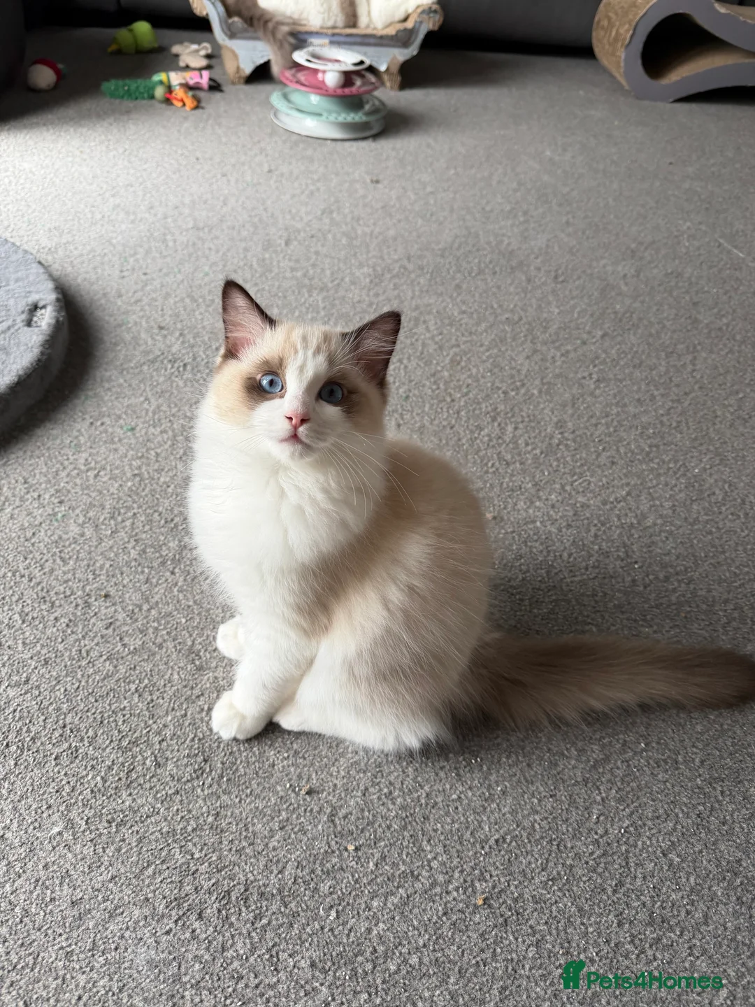 Ragdoll cats for sale: Handsome Seal Bicolour Boy 💙 - Advert 5