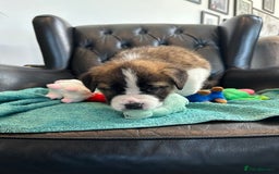 Saint Bernard dogs for sale: KC Registered St. Bernards For Sale! - Image 22