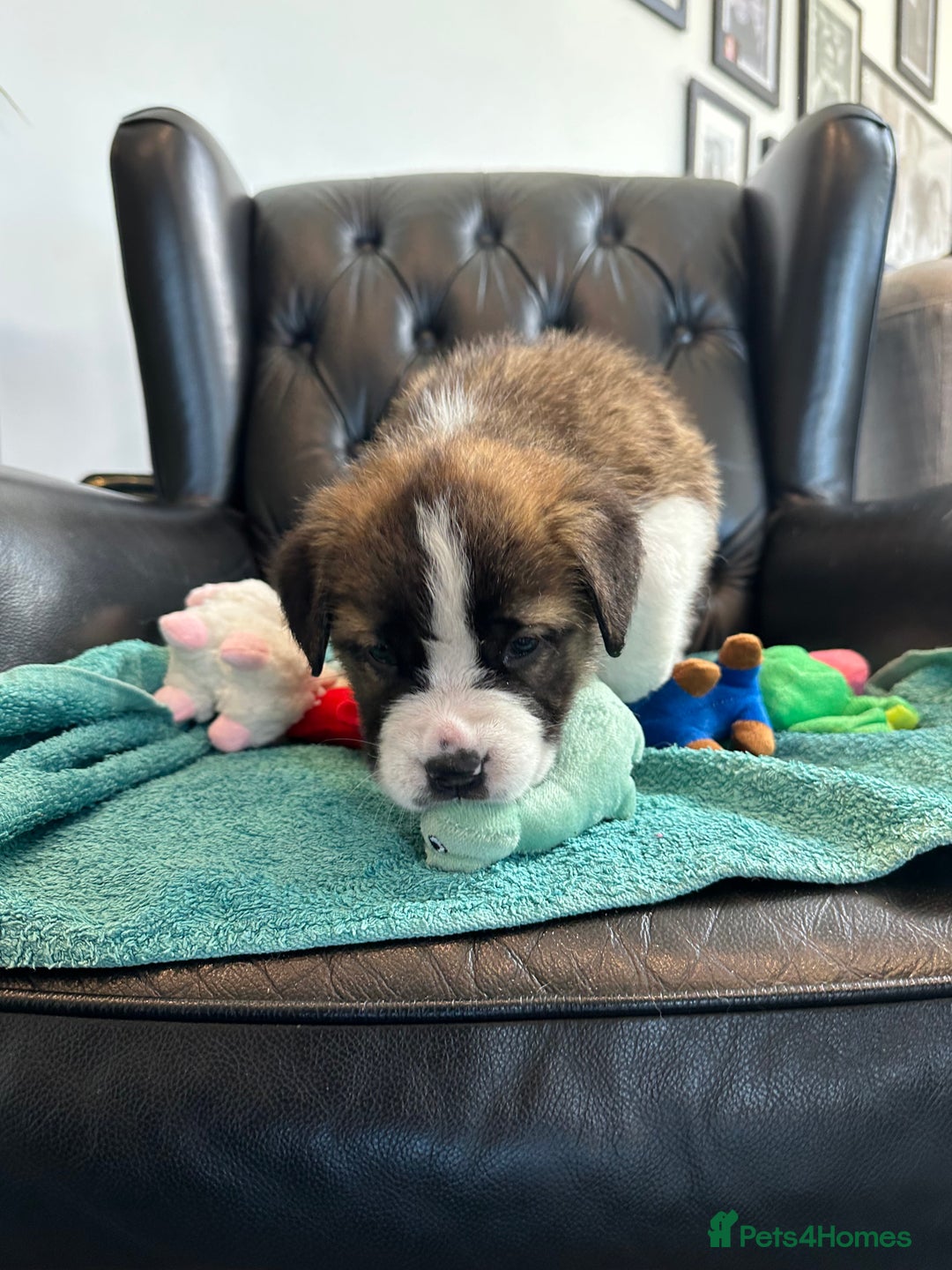 Saint Bernard dogs for sale: KC Registered St. Bernards For Sale! - Image 22