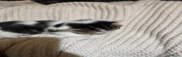 American Shorthair cats for sale: Cuddly Cute Kalic Kittens🐾 - Advert 15