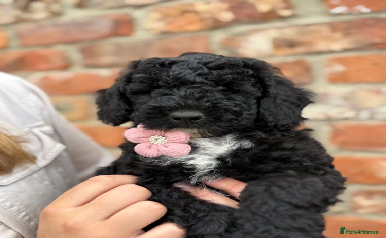 Australian Labradoodle dogs - Advert 3