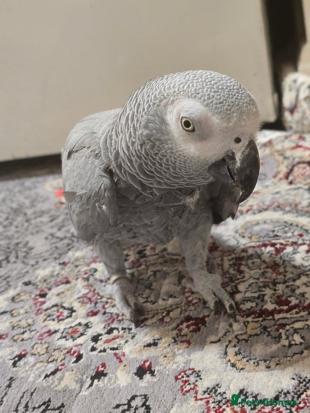 Parrots birds for sale: African Grey Parrot. - Advert 3