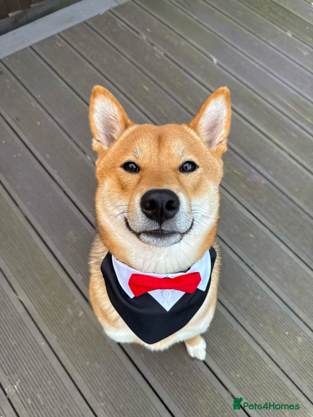 Japanese Shiba Inu dogs for stud: KC Shiba Inu for Stud - Advert 2