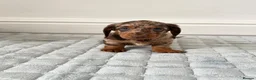 Dachshund dogs for sale: Beautiful Dachshund  in Nelson - Advert 4