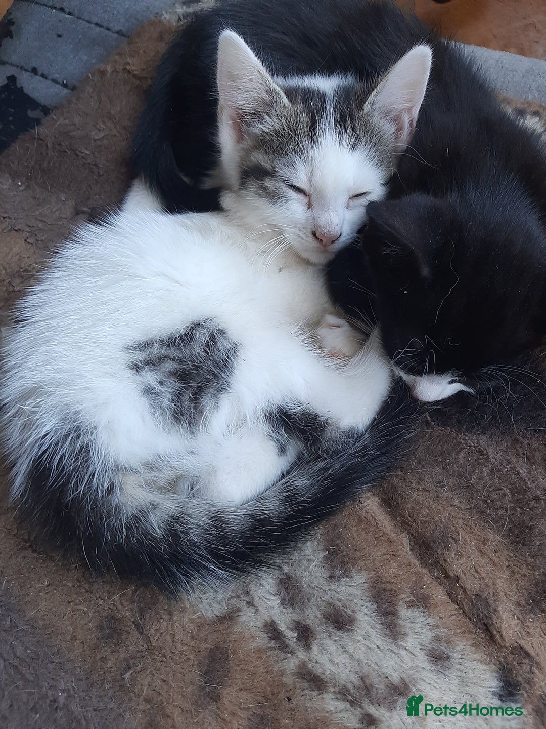 Mixed Breed cats for sale: Hooligans for sale - Advert 6