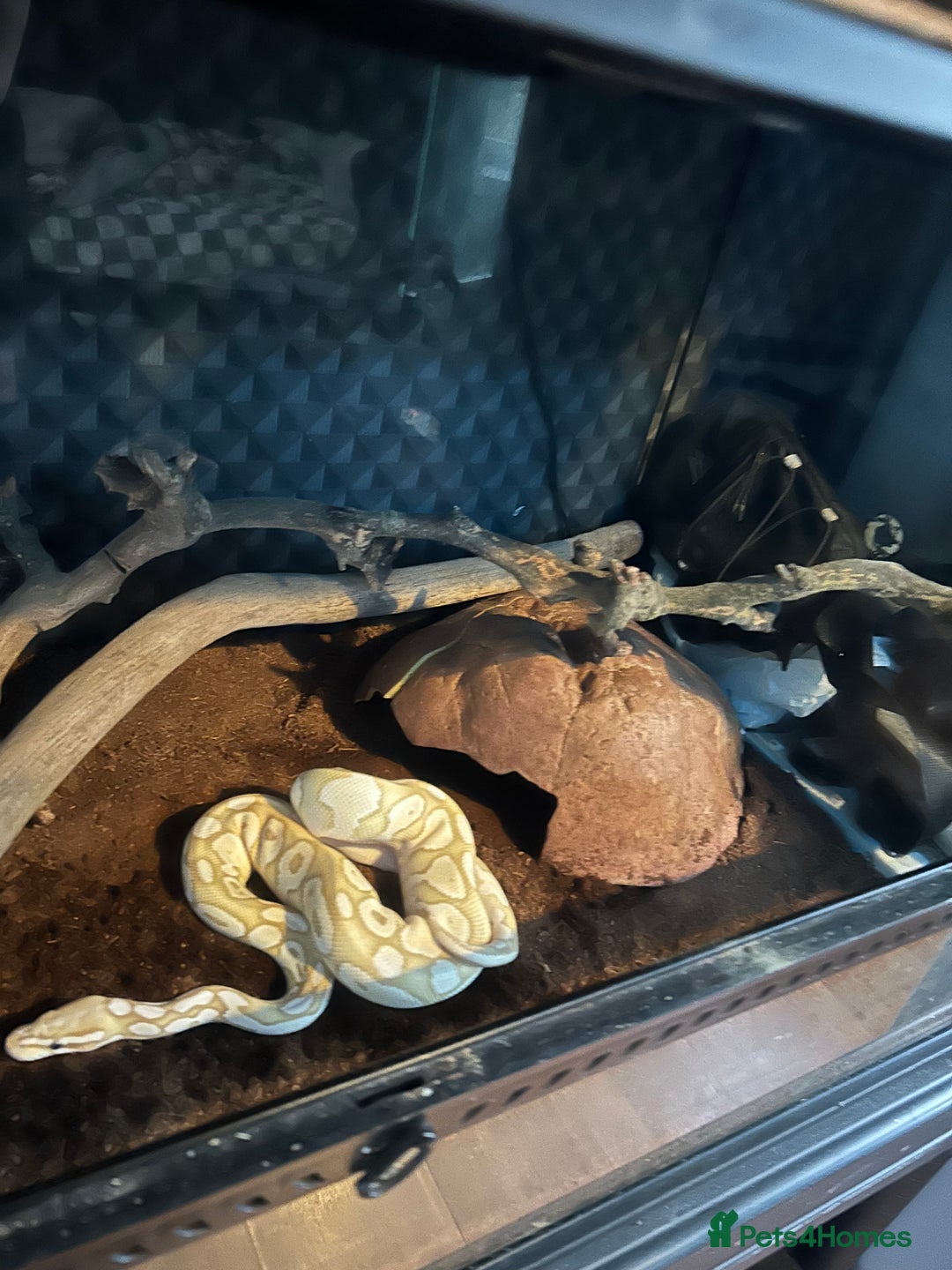 Python Snake reptiles for sale: Male Ball python /with tank - Image 5