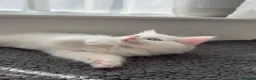 Turkish Angora cats for sale: Cute Turkish Angora x British Shorthair Kitten - Advert 15