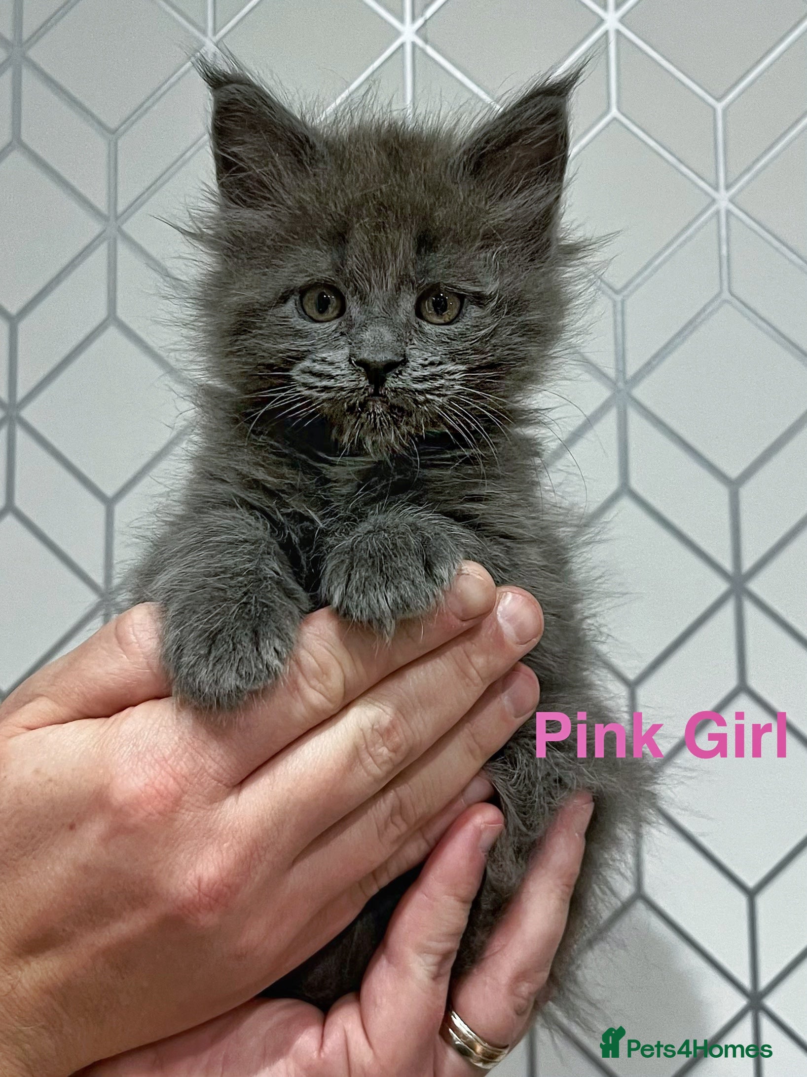 Maine Coon cats Maine coon kittens blue silver smoke rare colours - Advert 5