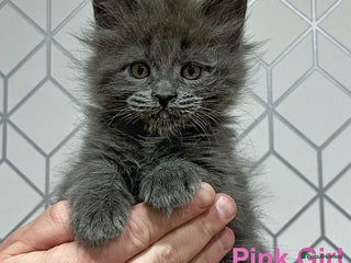 Maine Coon cats Maine coon kittens blue silver smoke rare colours - Advert 5