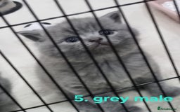 Scottish Fold cats for sale: Beautiful Scottish fold/British Shorthair Kittens! - Advert 5