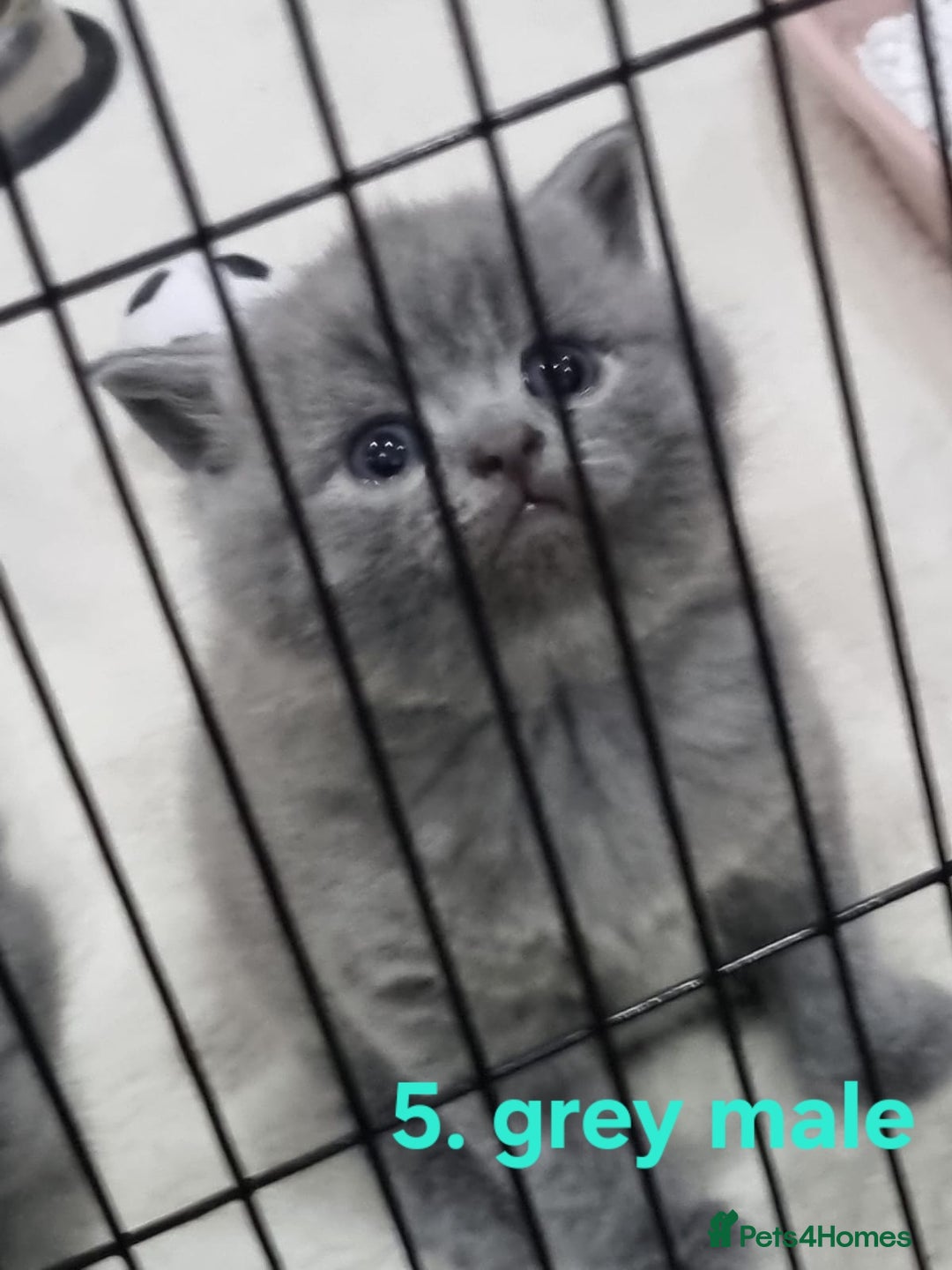 Scottish Fold cats for sale: Beautiful Scottish fold/British Shorthair Kittens! - Advert 5