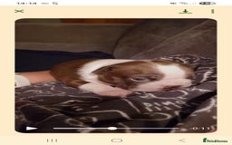 Boston Terrier dogs for sale: Red & white male Boston terrier - Image 3