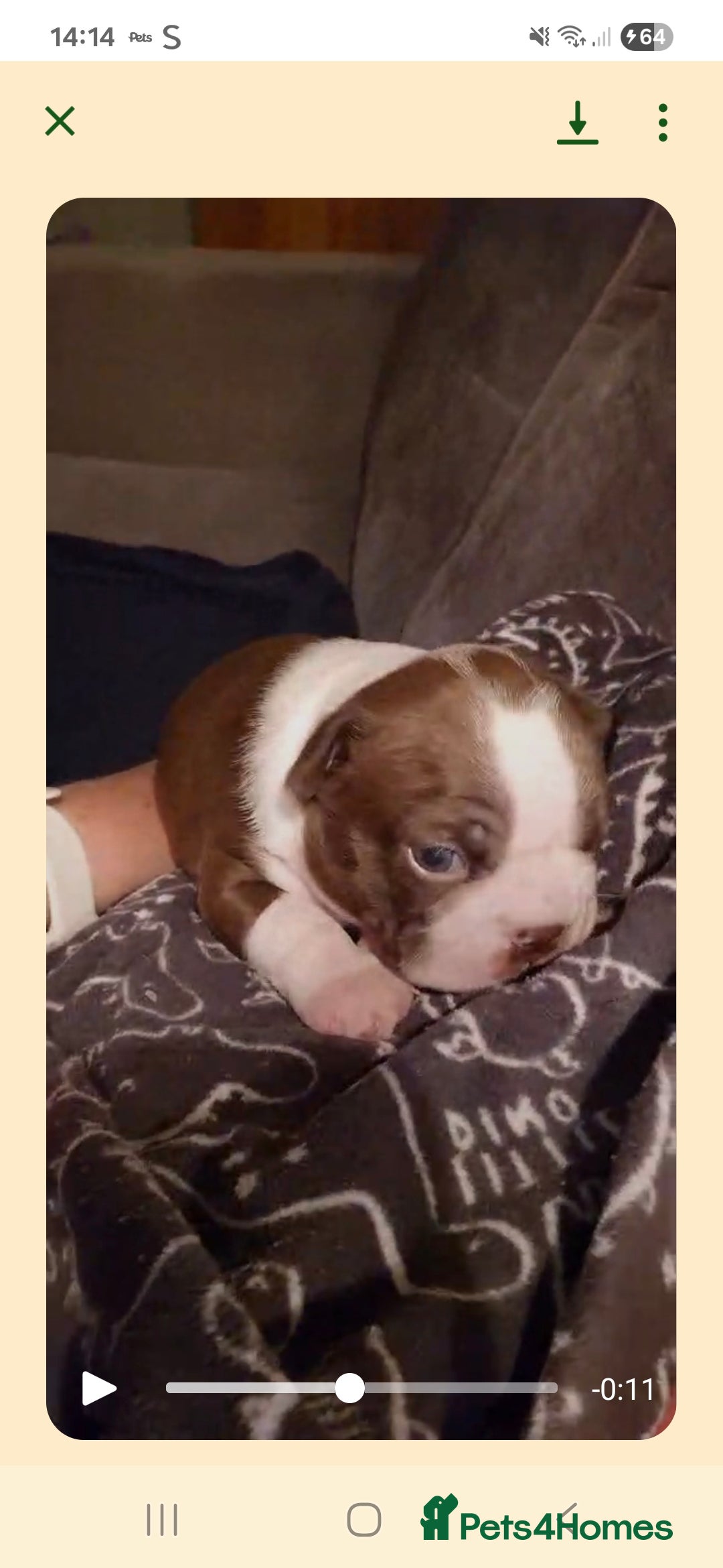 Boston Terrier dogs for sale: Red & white male Boston terrier - Image 3