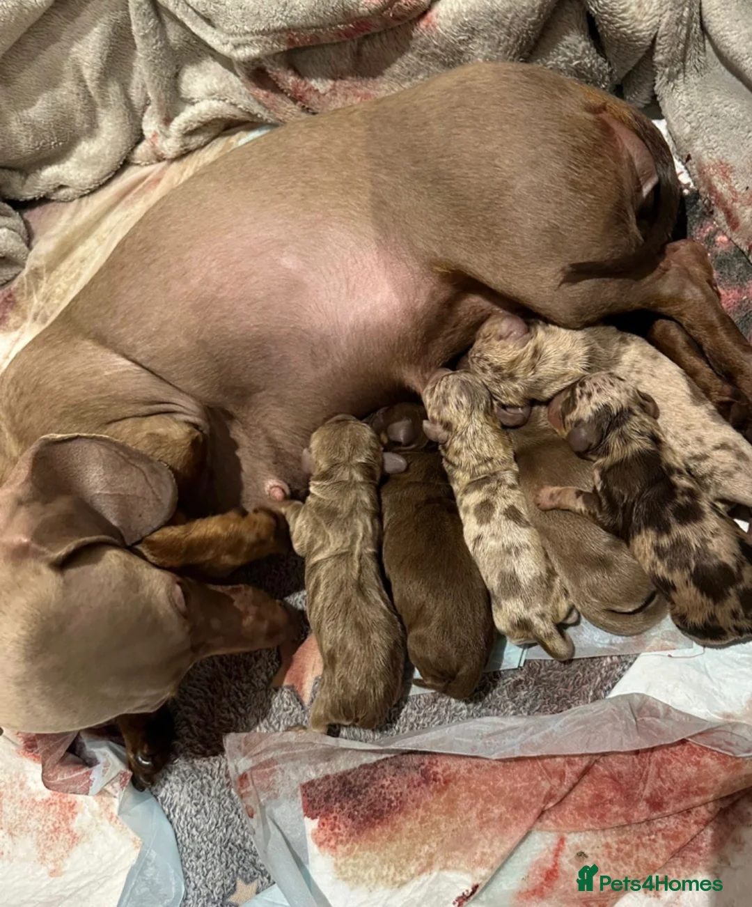 Miniature Dachshund dogs for stud: 🩵🧡 Very small mini Kc full Health tested 🩵🧡 in Accrington - Advert 4