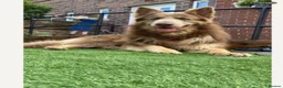 German Shepherd dogs for sale: Big beautiful German shepherd pups - Advert 3