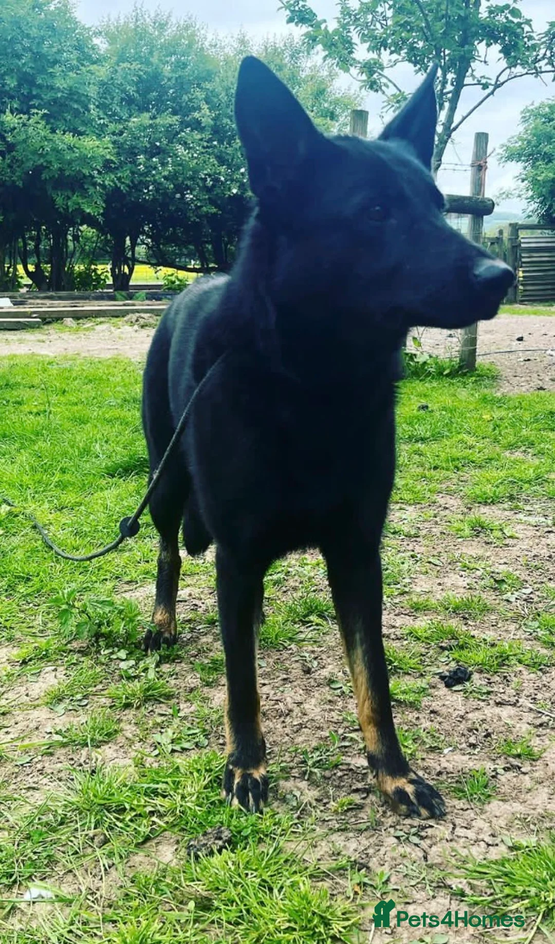 German Shepherd dogs for sale: Exceptional GSD Kc Czech working line  - Advert 1