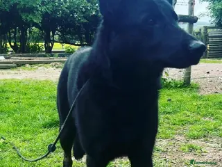 German Shepherd dogs Exceptional GSD Kc Czech working line - Advert 11