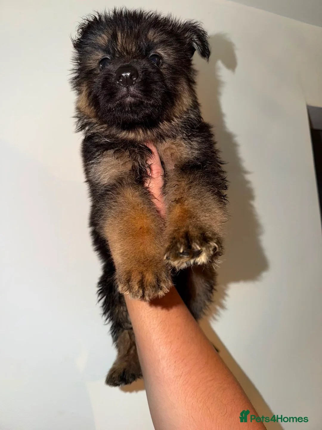 German Shepherd dogs for sale: German Shepard puppies ⭐️ready to be rehomed ⭐️ - Advert 2