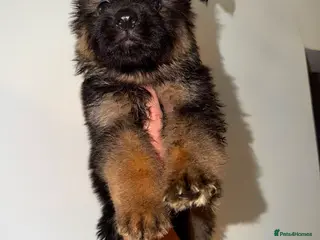 German Shepherd dogs German Shepard puppies ⭐️ready to be rehomed ⭐️ - Advert 2