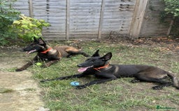 Belgian Shepherd Dog dogs for sale: 2 Stunning 6-Month Belgian Malinois Male Puppies - Image 1
