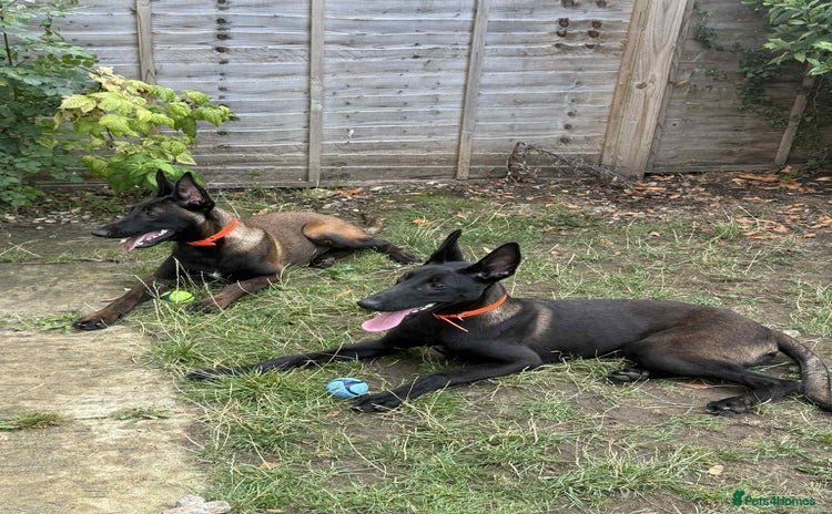 Belgian Shepherd Dog dogs - Advert 1