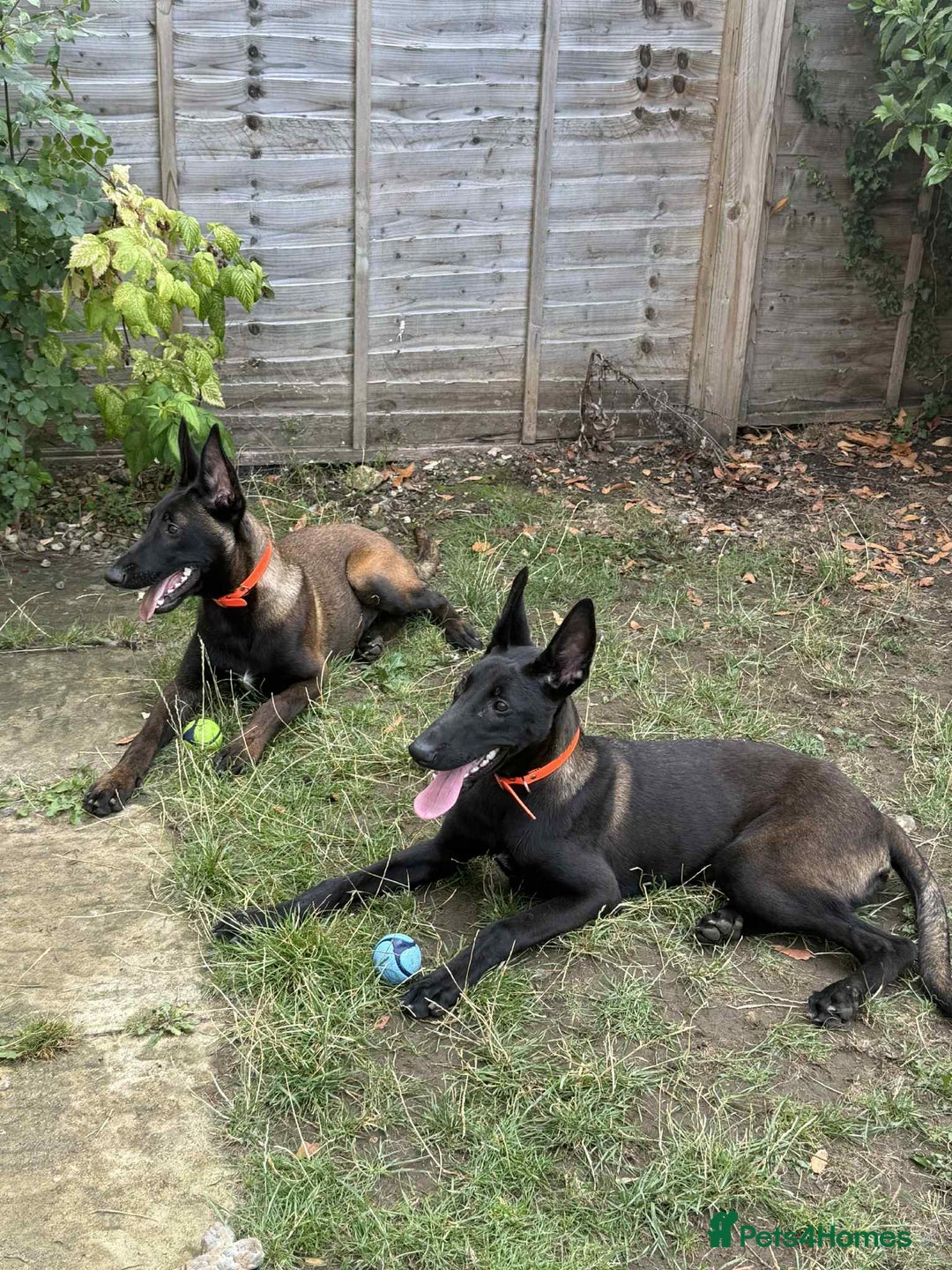 Belgian Shepherd Dog dogs for sale: 2 Stunning 6-Month Belgian Malinois Male Puppies - Image 1