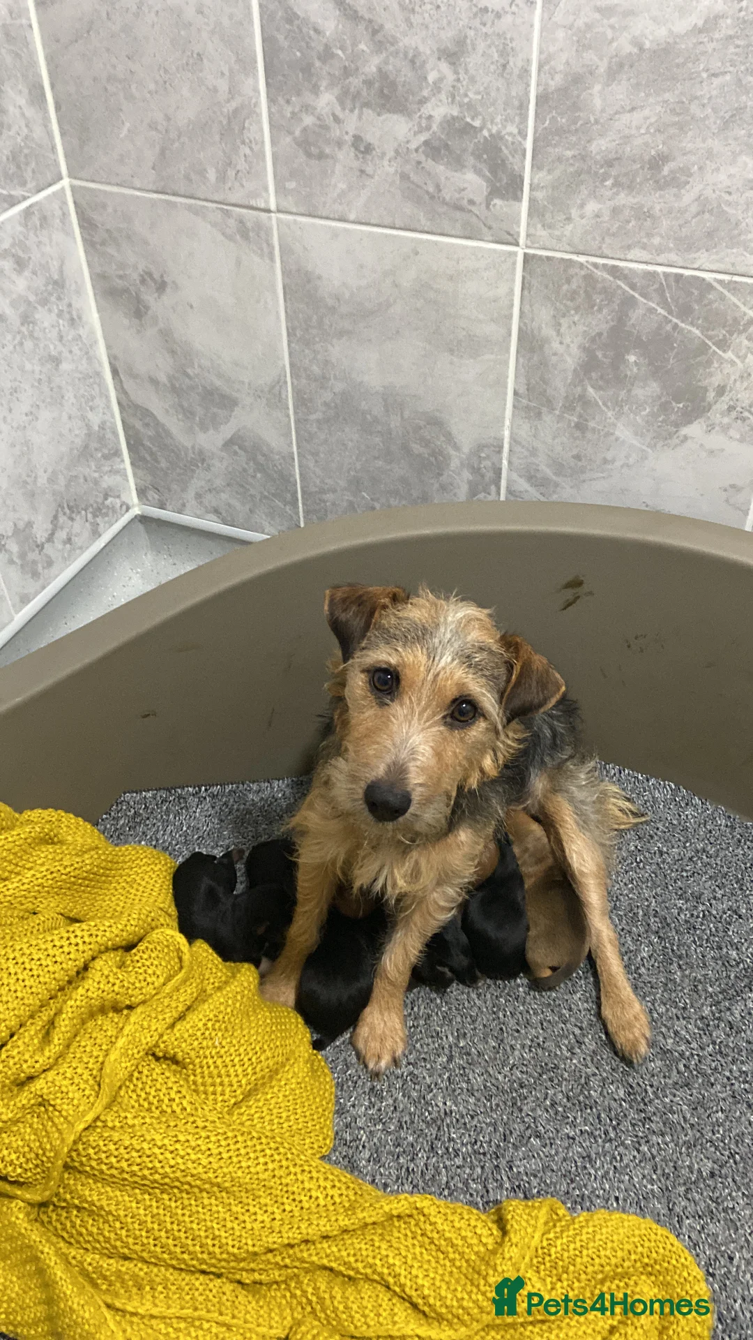 Mixed Breed dogs for sale: Patterdale x Lakeland russel keeper bred in Consett - Advert 1