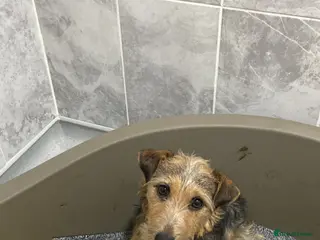 Mixed Breed dogs Patterdale x Lakeland russel keeper bred in Consett - Advert 4