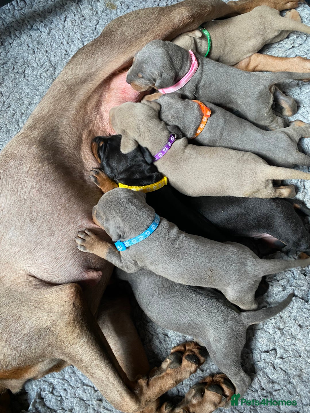 Dobermann dogs for sale: KC REGISTERED DOBERMAN ( 11 months old : Intact) - Advert 37