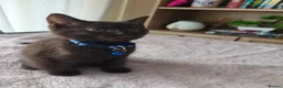 Mixed Breed cats for sale: Gorgeous British Shorthair Mix Kittens - Advert 5