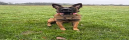 Belgian Shepherd Dog dogs for sale: Belgian malinois female - Advert 2