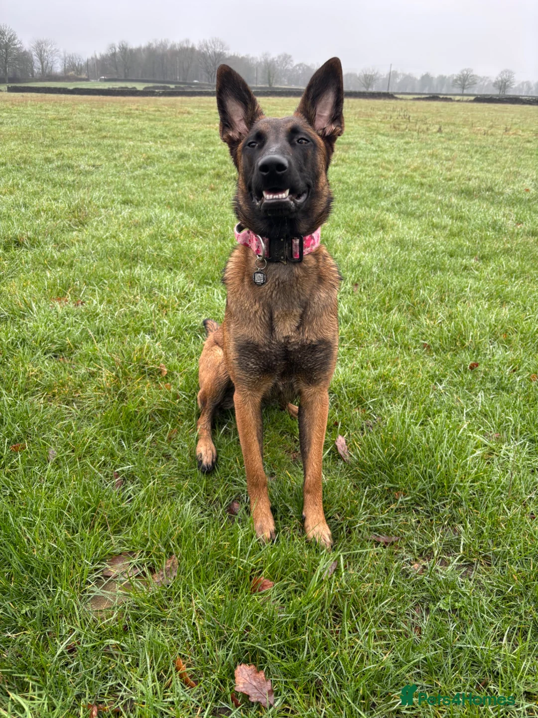 Belgian Shepherd Dog dogs for sale: Belgian malinois female - Advert 2
